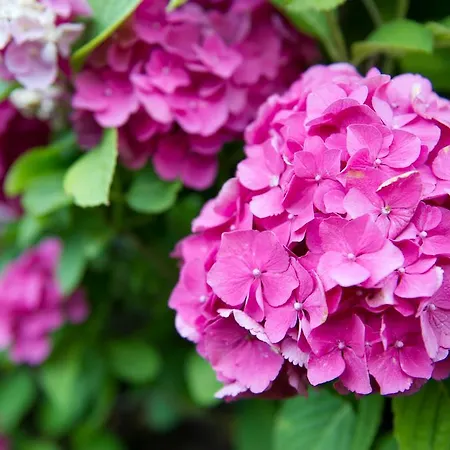 Couette-café Al Paschè