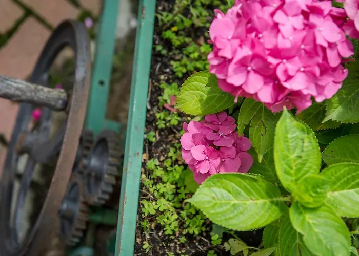 Oda ve Kahvaltı Al Pasche